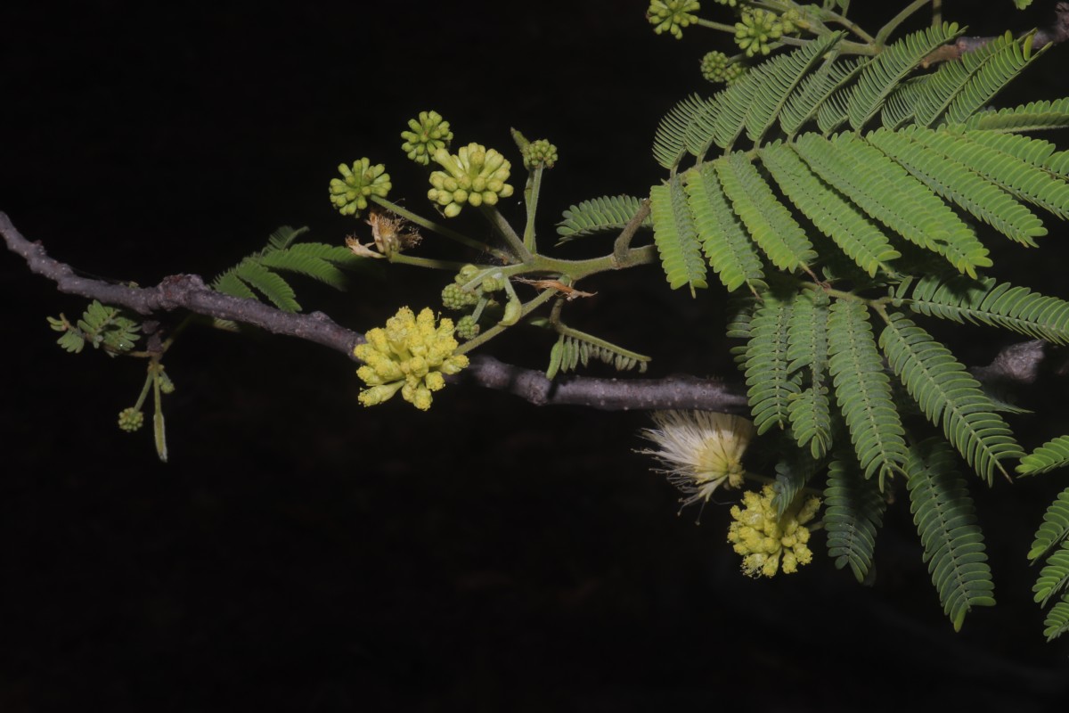 Albizia amara (Roxb.) Boivin